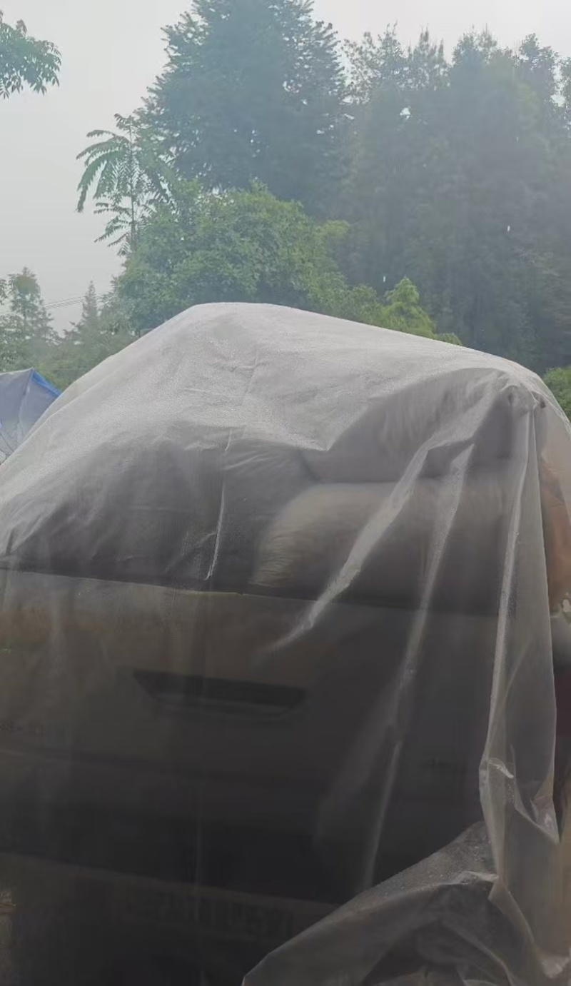 湖北贝母统片源头产地直销货量充足可实地看货