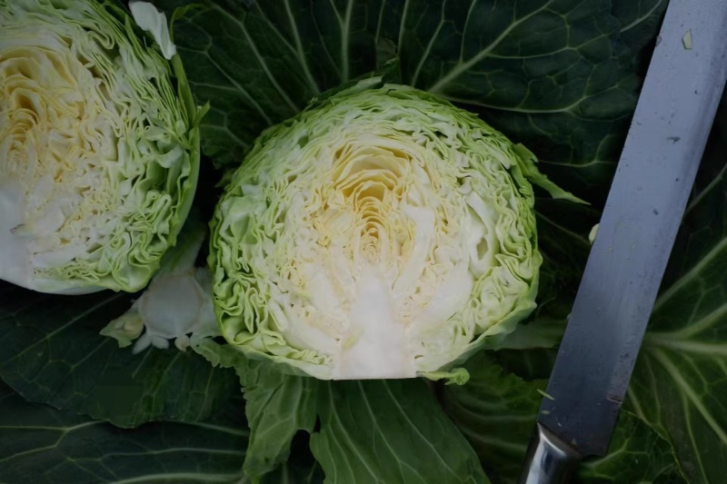 甘蓝苗，包菜苗，卷心菜苗，宽心菜苗，绿包菜苗，苗场直发