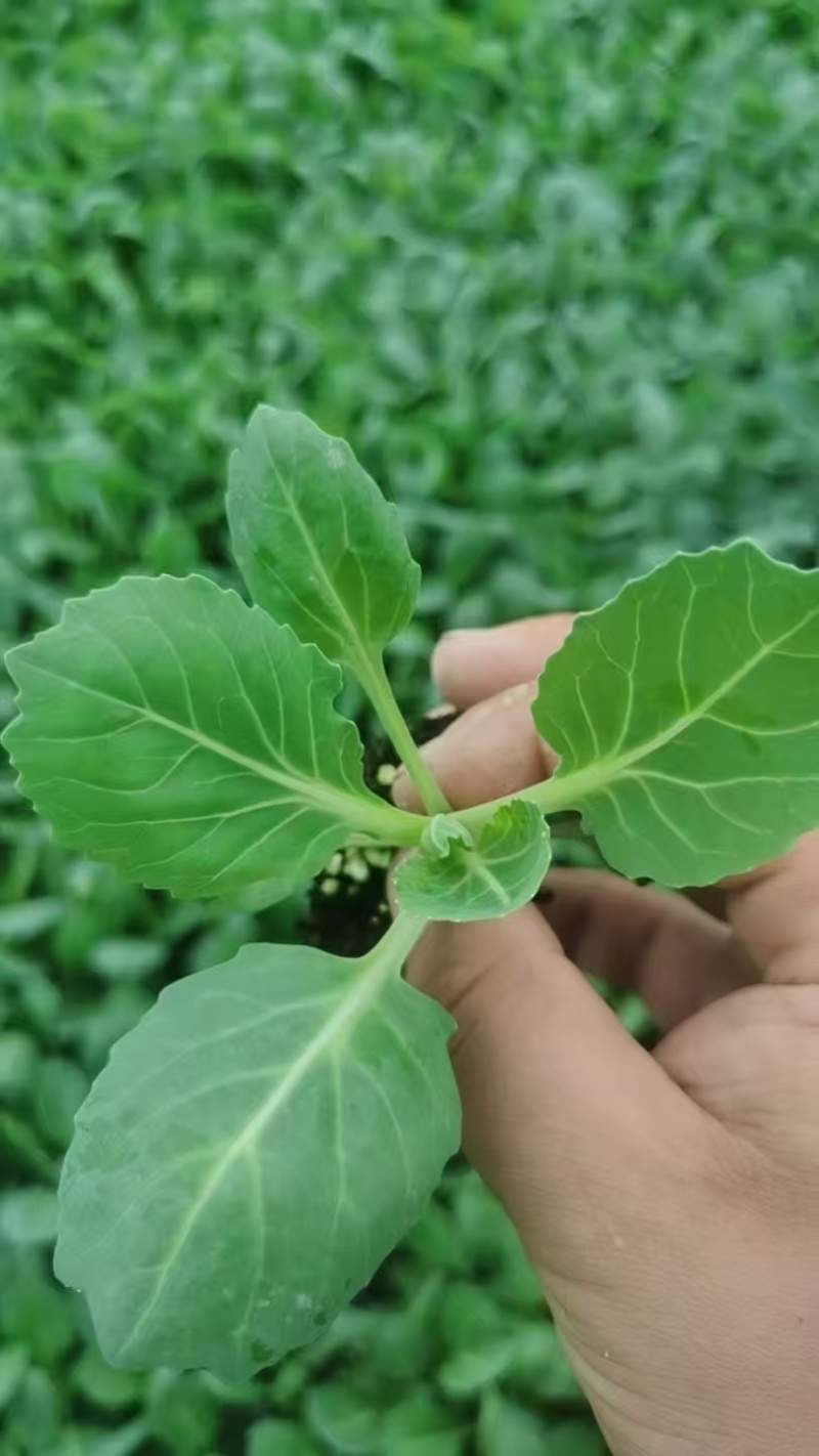 甘蓝苗，包菜苗，卷心菜苗，宽心菜苗，绿包菜苗，苗场直发