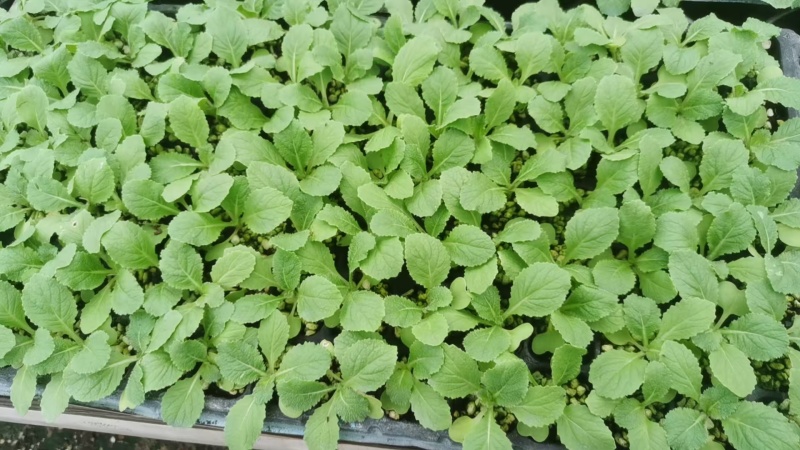 甘蓝苗，包菜苗，卷心菜苗，宽心菜苗，绿包菜苗，苗场直发