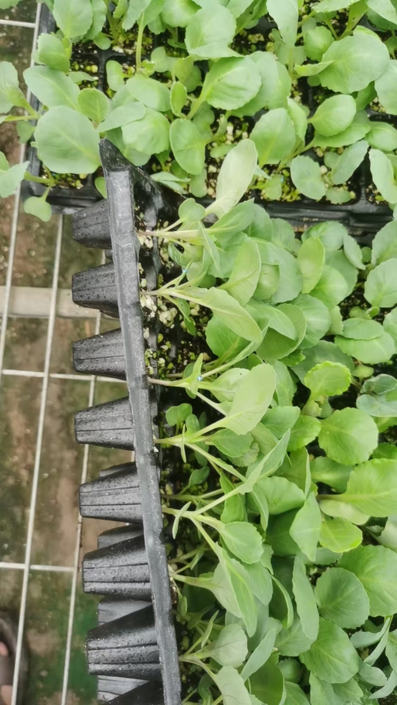 甘蓝苗，包菜苗，卷心菜苗，宽心菜苗，绿包菜苗，苗场直发