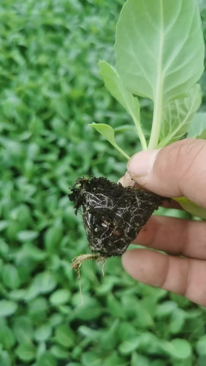 甘蓝苗，包菜苗，卷心菜苗，宽心菜苗，绿包菜苗，苗场直发