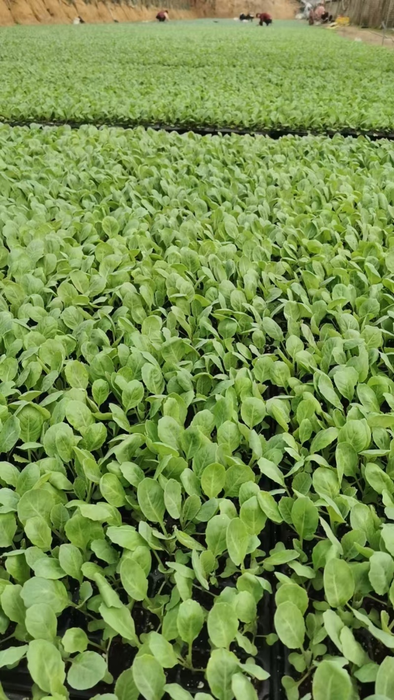 甘蓝苗，包菜苗，卷心菜苗，宽心菜苗，绿包菜苗，苗场直发