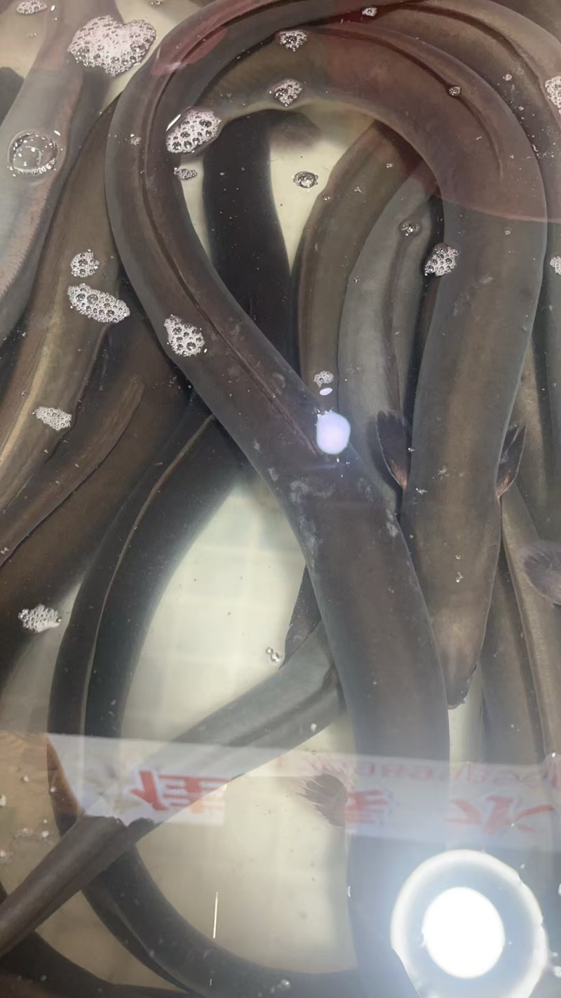 鳗鱼脆肉鳗白鳗常年供货一手货源价格优惠欢迎订购