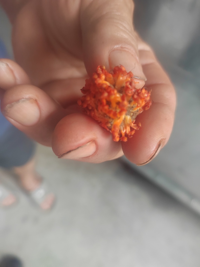 烘干优质红构树果