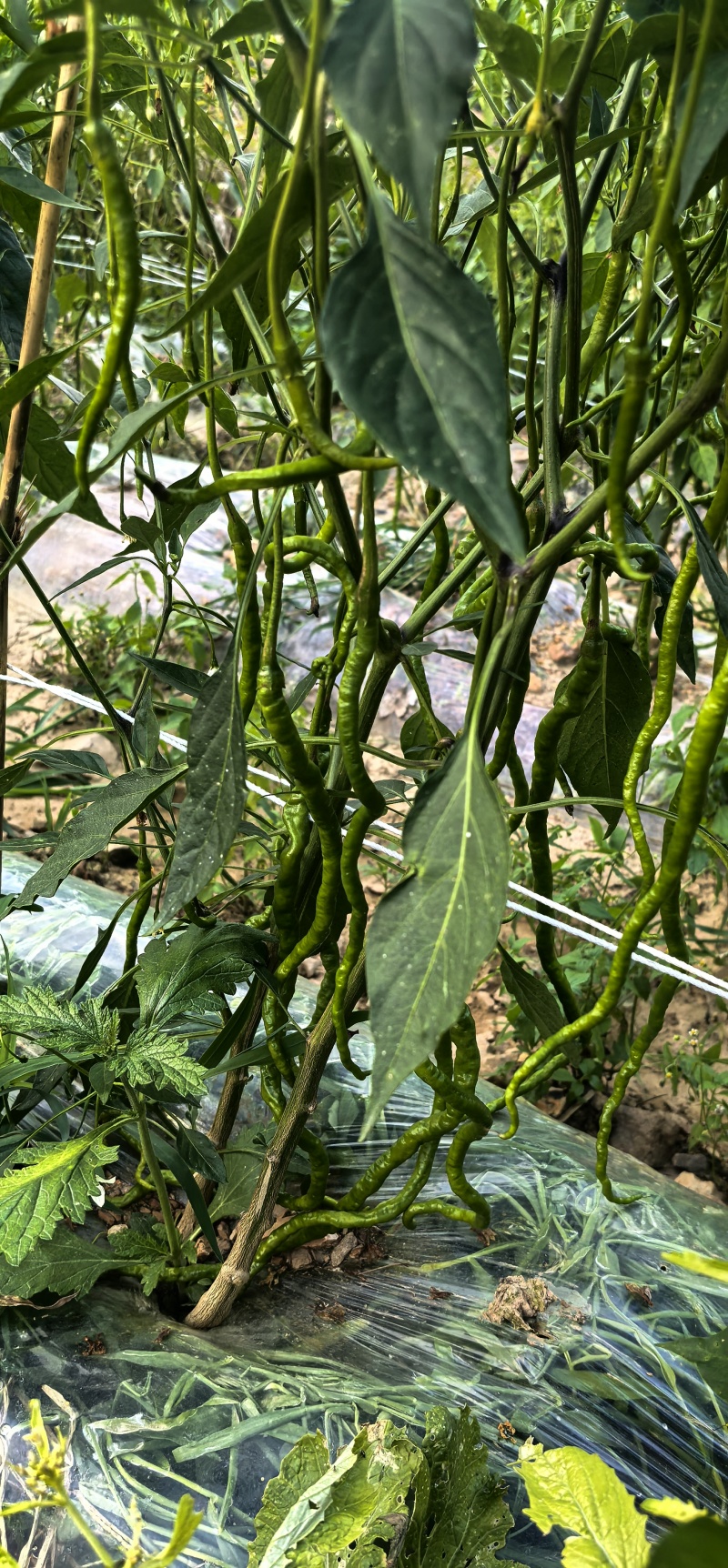 鲜辣椒鸡爪椒