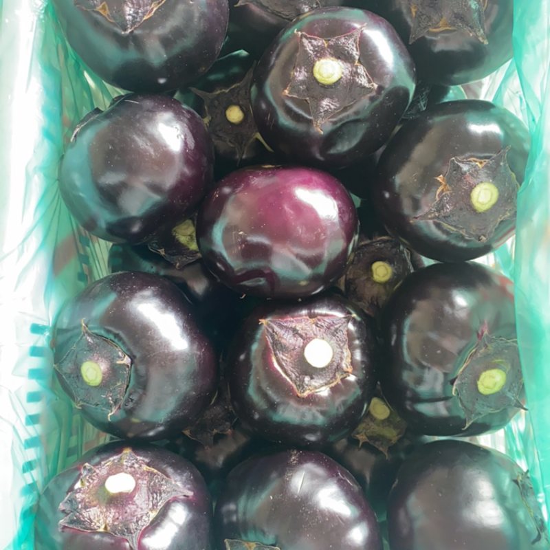 山东潍坊青州精品圆茄，大量供应