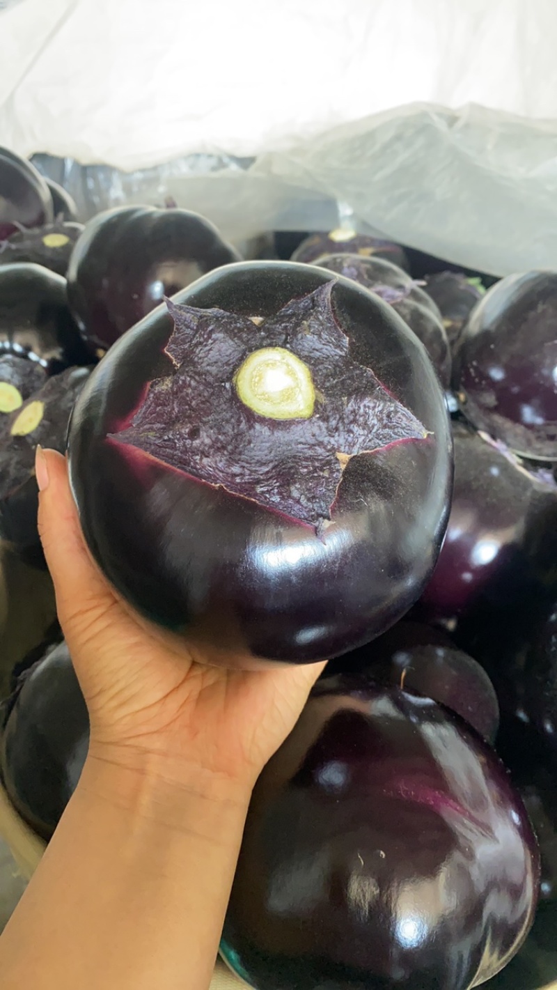 山东潍坊青州精品圆茄，大量供应