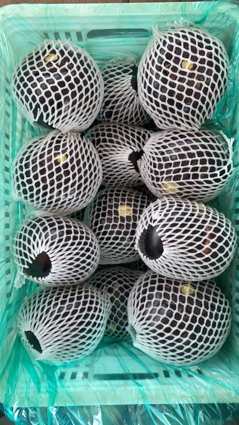 山东潍坊青州精品圆茄，大量供应
