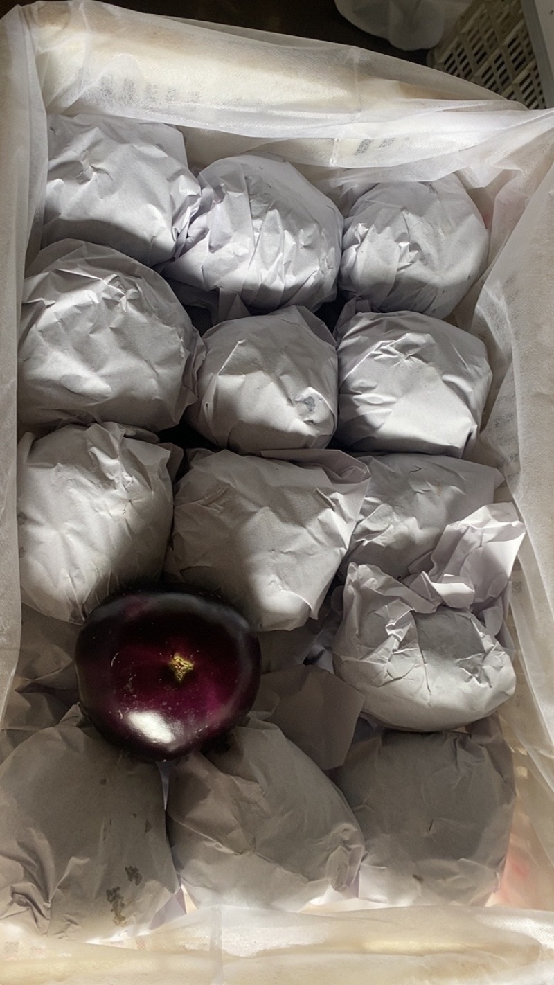 山东潍坊青州精品圆茄，大量供应