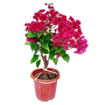 三角梅盆栽发货带花室内室外阳台植物重瓣易活四季开花花卉庭院