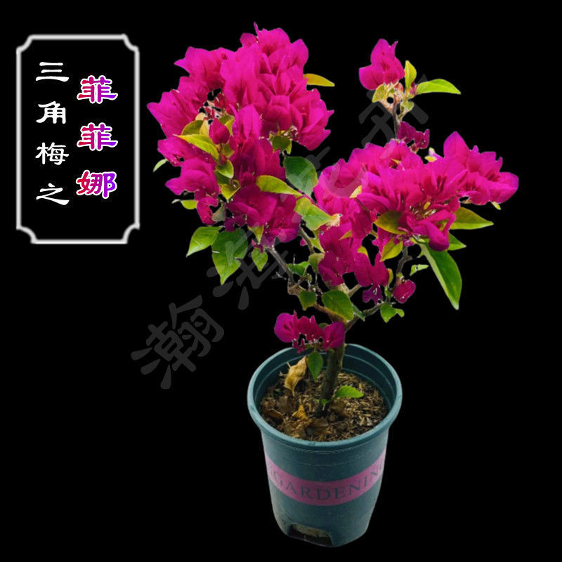 三角梅盆栽发货带花室内室外阳台植物重瓣易活四季开花花卉庭院