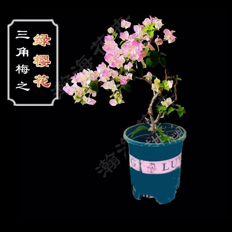 三角梅盆栽发货带花室内室外阳台植物重瓣易活四季开花花卉庭院