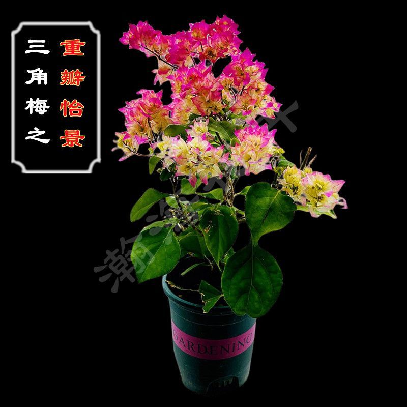 三角梅盆栽发货带花室内室外阳台植物重瓣易活四季开花花卉庭院