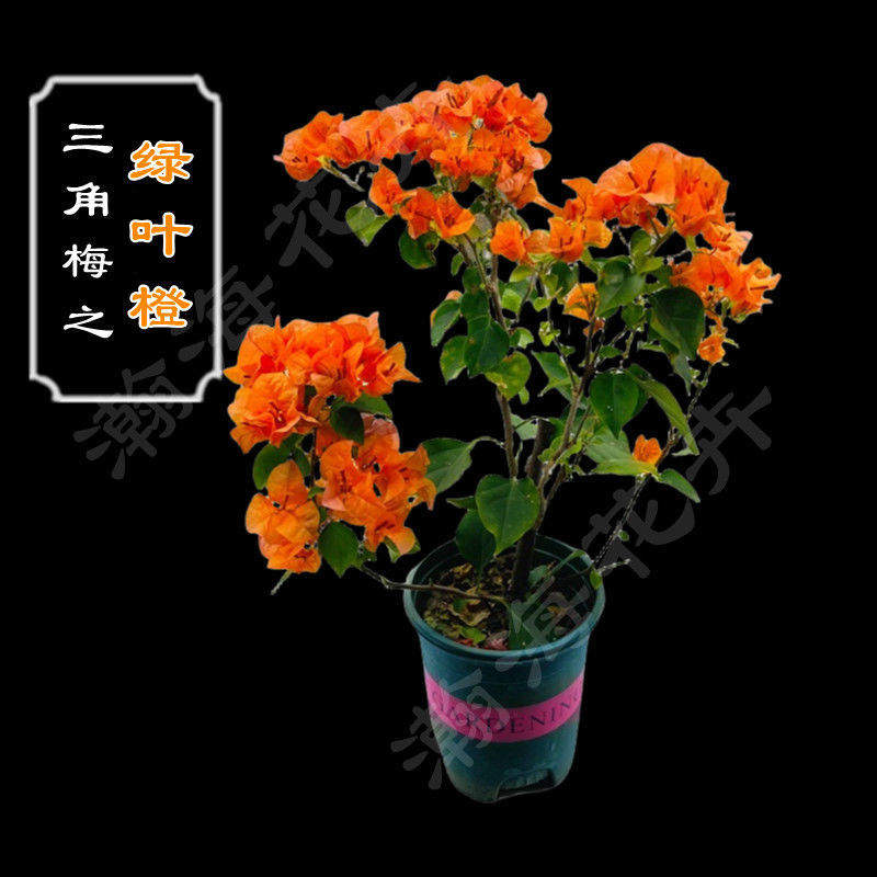 三角梅盆栽发货带花室内室外阳台植物重瓣易活四季开花花卉庭院