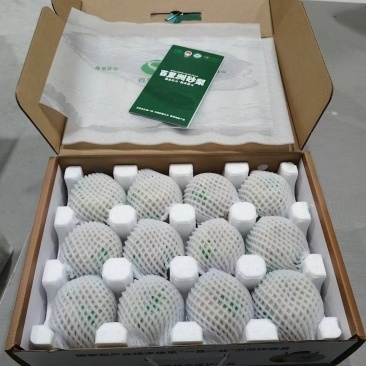 百里洲砂梨