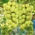 阳光玫瑰，噶嘣脆，嘎嘎甜，对接批发商，现摘，量大