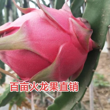 红心火龙果