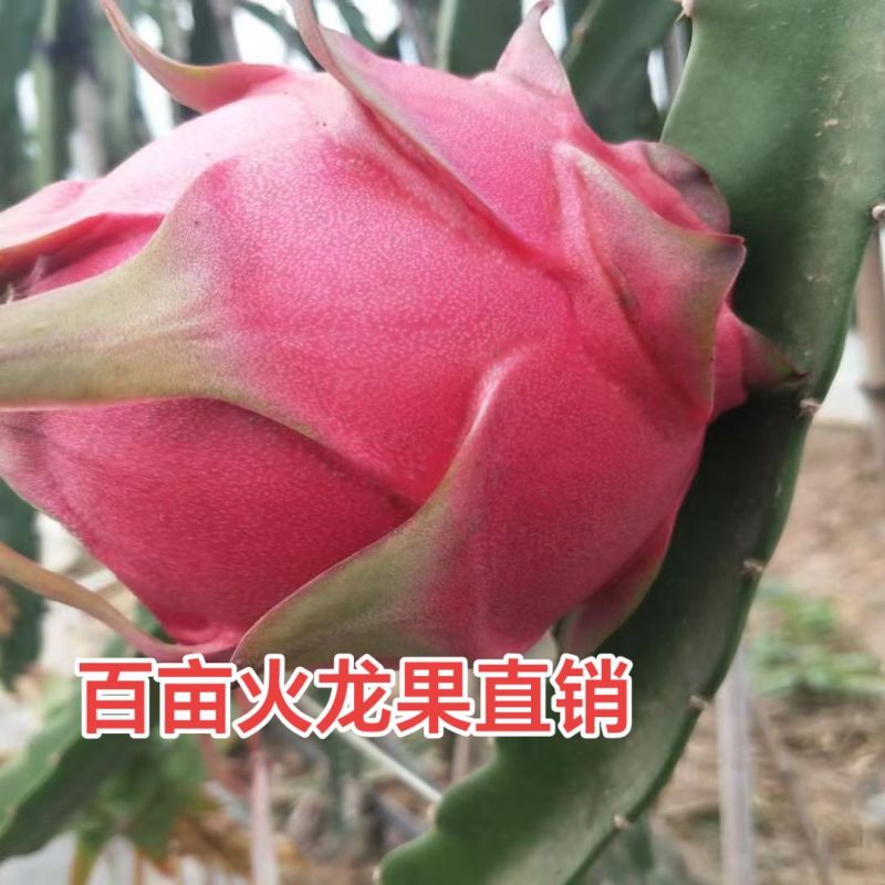 红心火龙果