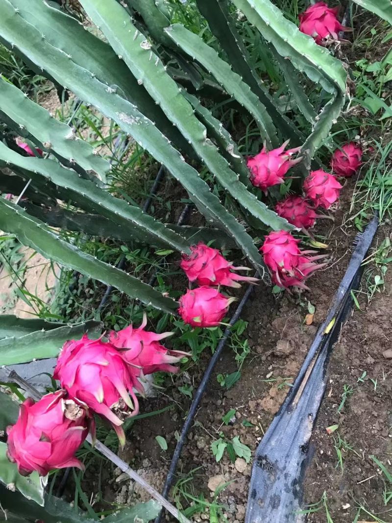 红心火龙果