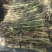 水生植物。芦苇苗。芦苇
