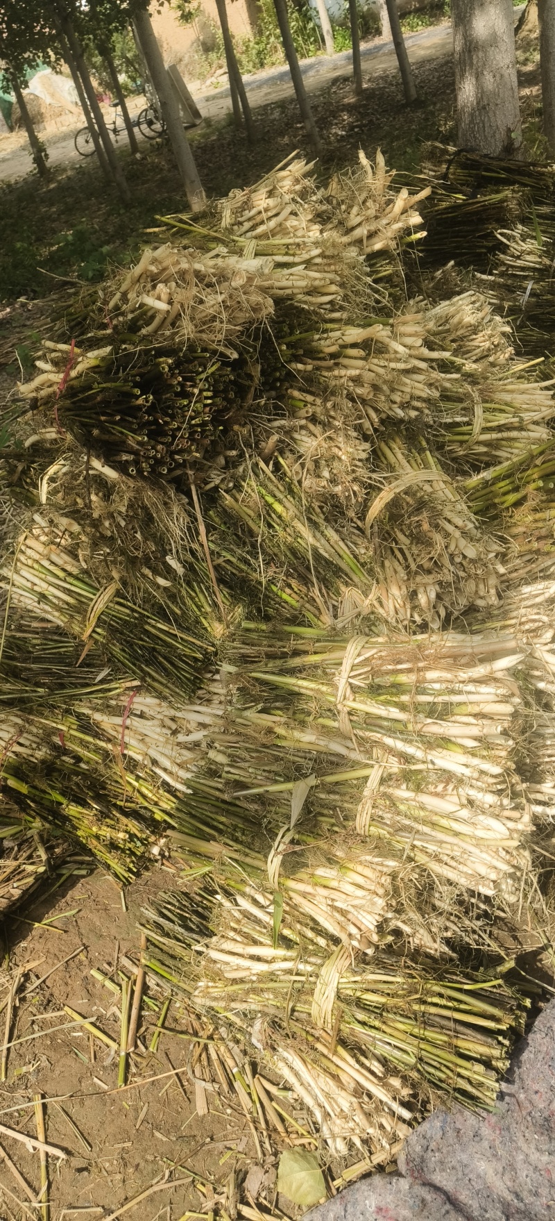 水生植物。芦苇苗。芦苇