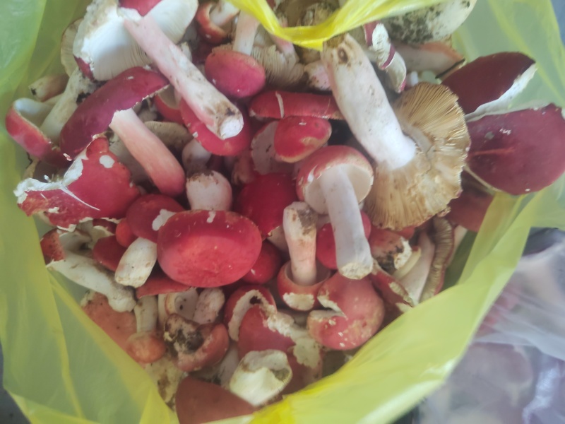 烘干红菇