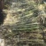 水生植物。芦苇苗。芦苇
