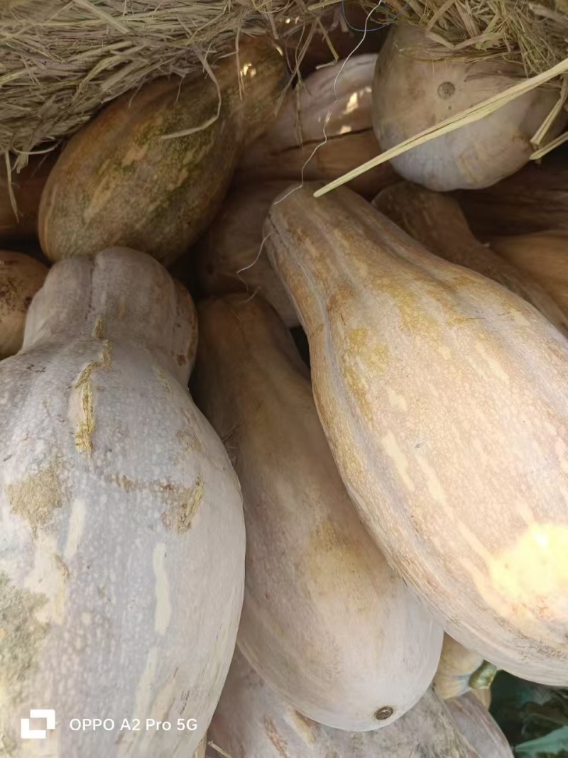湖北天门南瓜蜜本南瓜老南瓜香甜软糯产地直供量大从优
