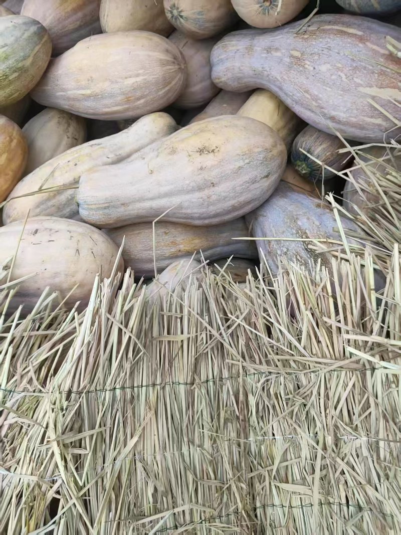 湖北天门南瓜蜜本南瓜老南瓜香甜软糯产地直供量大从优