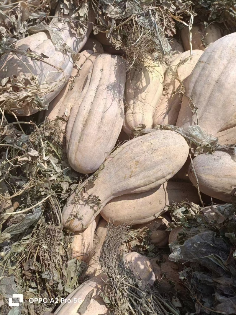 湖北天门南瓜蜜本南瓜老南瓜香甜软糯产地直供量大从优
