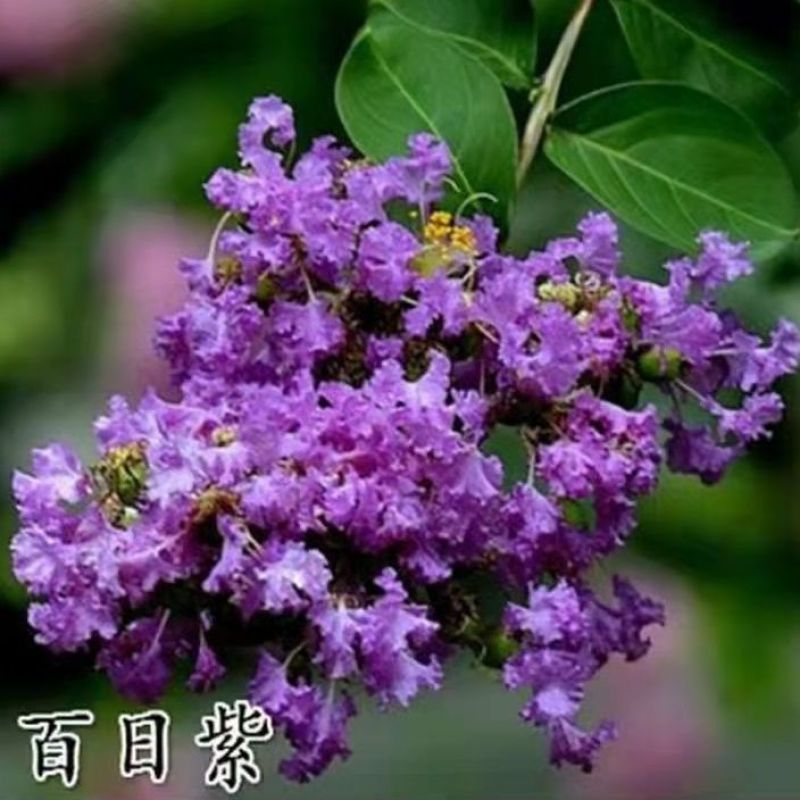 名贵紫薇盆栽室内外庭院种植造型树风景树四季正宗耐寒名贵紫薇盆