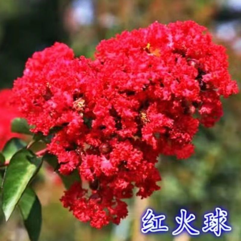 名贵紫薇盆栽室内外庭院种植造型树风景树四季正宗耐寒名贵紫薇盆