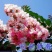 名贵紫薇盆栽室内外庭院种植造型树风景树四季正宗耐寒名贵紫薇盆