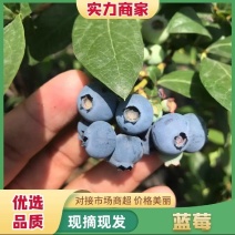 优质蓝莓L25H5F6优瑞卡品质保证