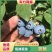 优质蓝莓L25H5F6优瑞卡品质保证