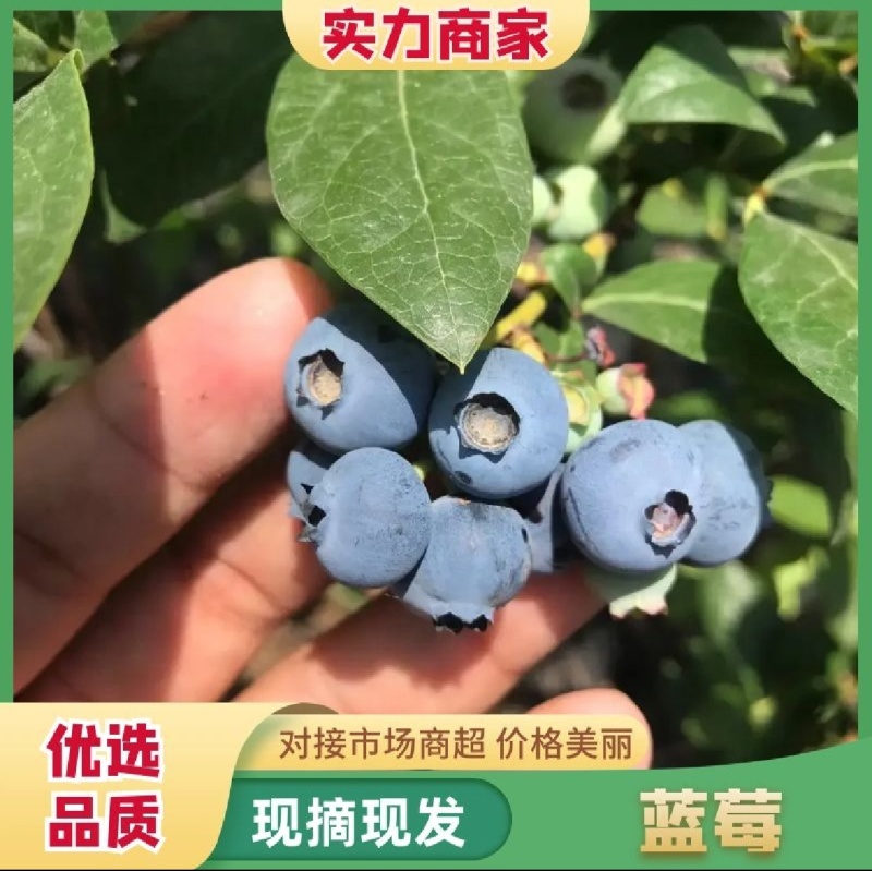 优质蓝莓L25H5F6优瑞卡品质保证