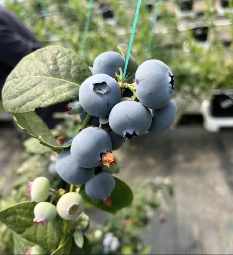 优质蓝莓L25H5F6优瑞卡品质保证
