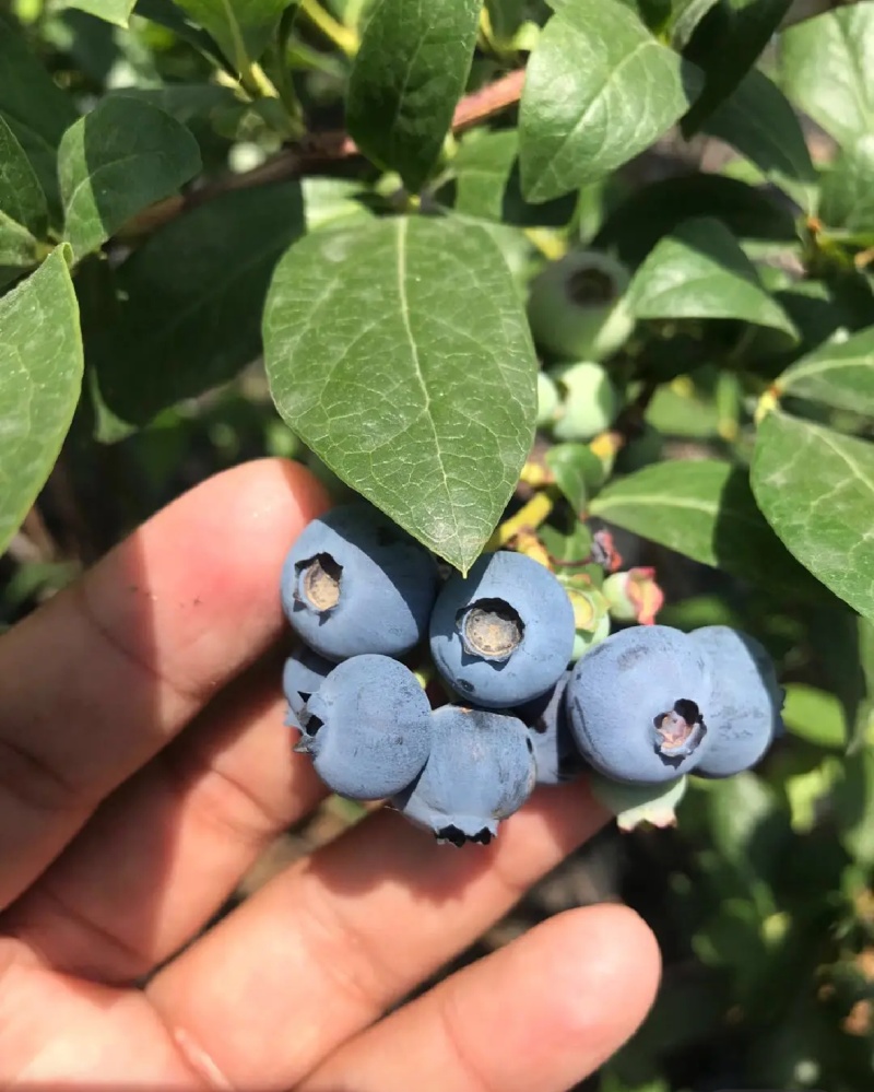优质蓝莓L25H5F6优瑞卡品质保证