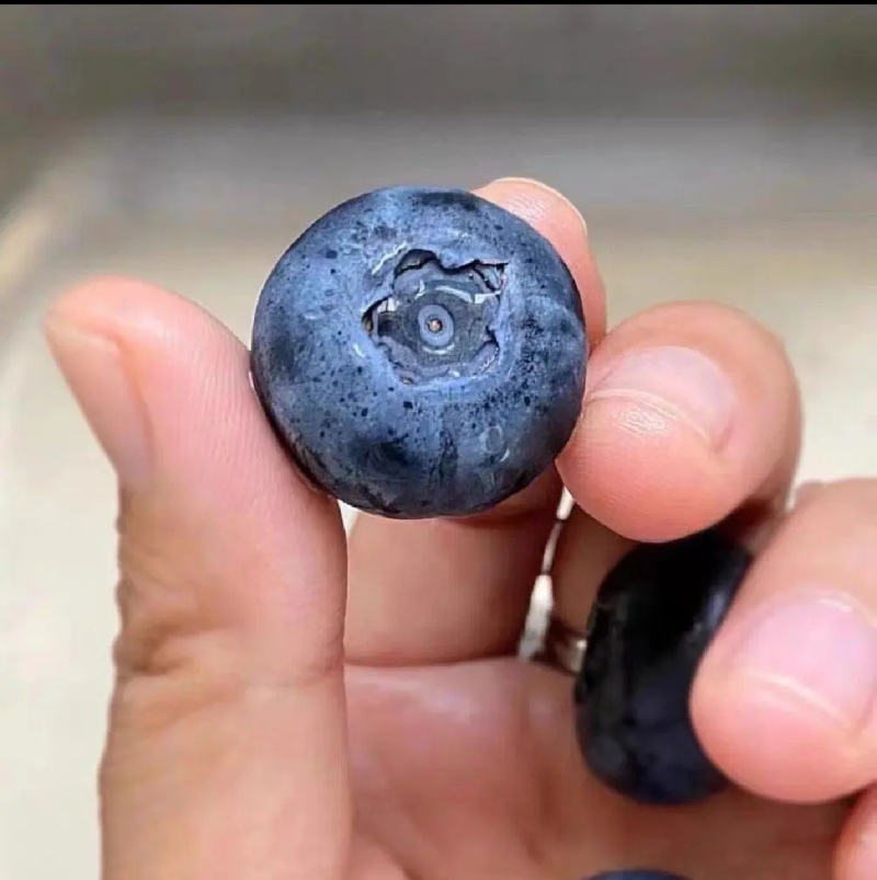 优质蓝莓L25H5F6优瑞卡品质保证