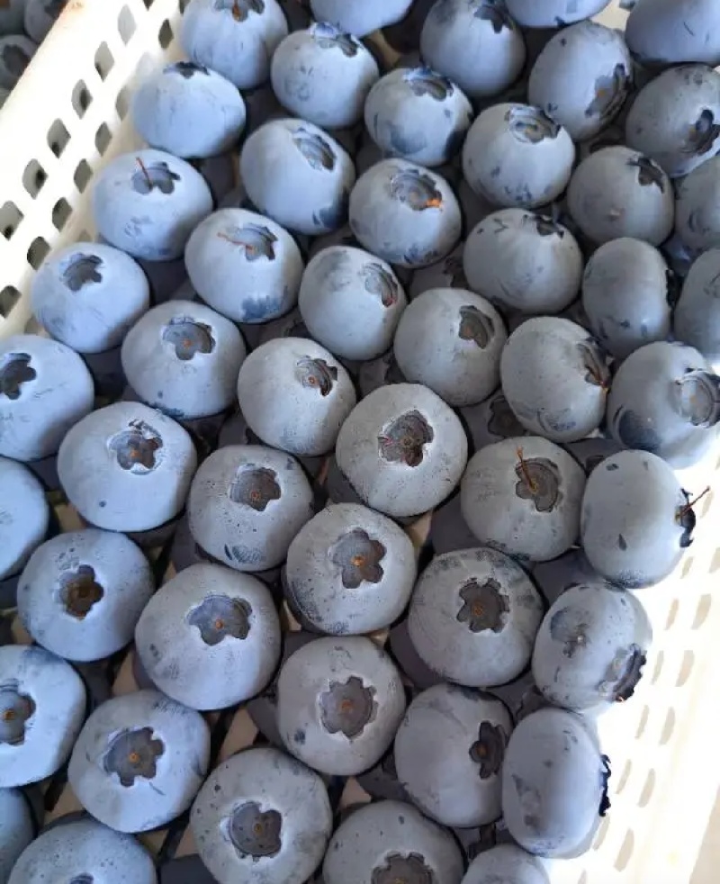 优质蓝莓L25H5F6优瑞卡品质保证
