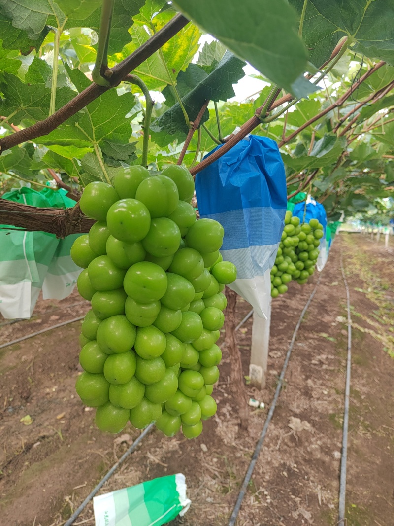 阳光玫瑰葡萄大量上市中