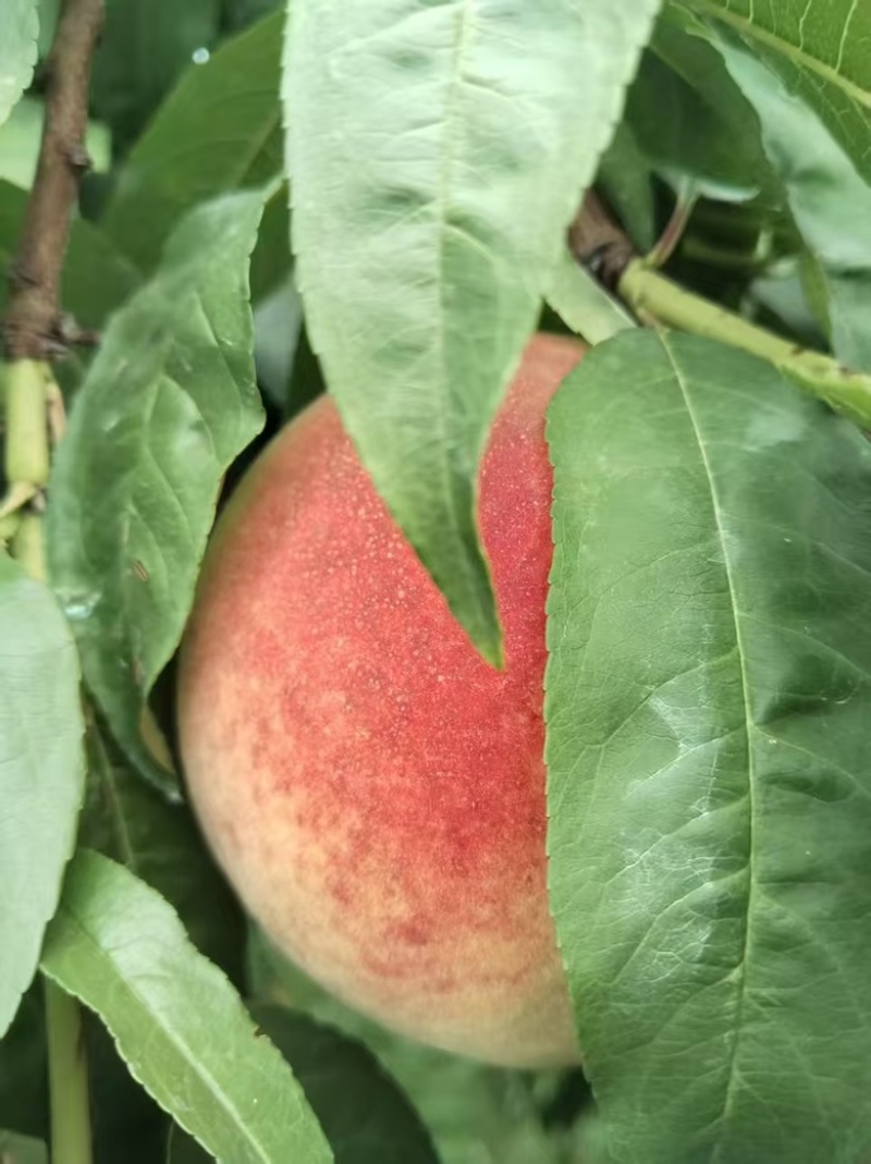 量大从优