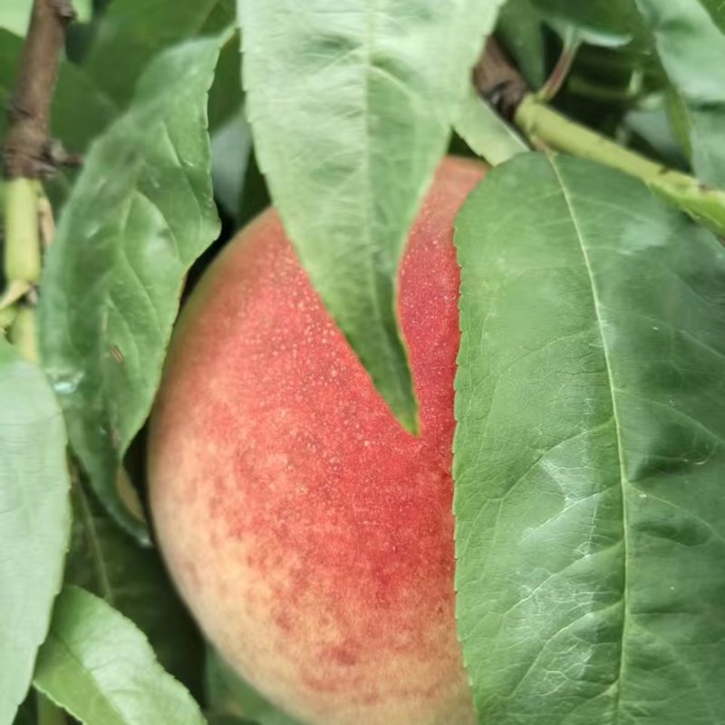量大从优