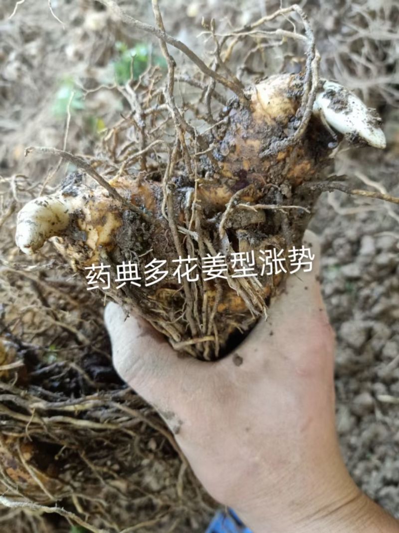黄精，多花姜型黄精