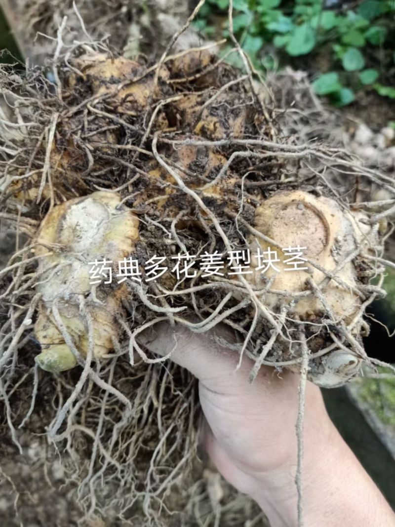 黄精，多花姜型黄精