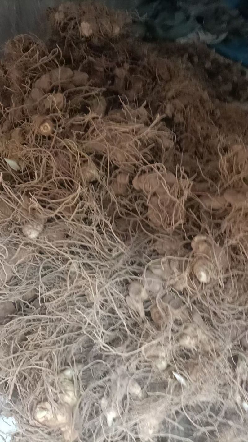 黄精，多花姜型黄精