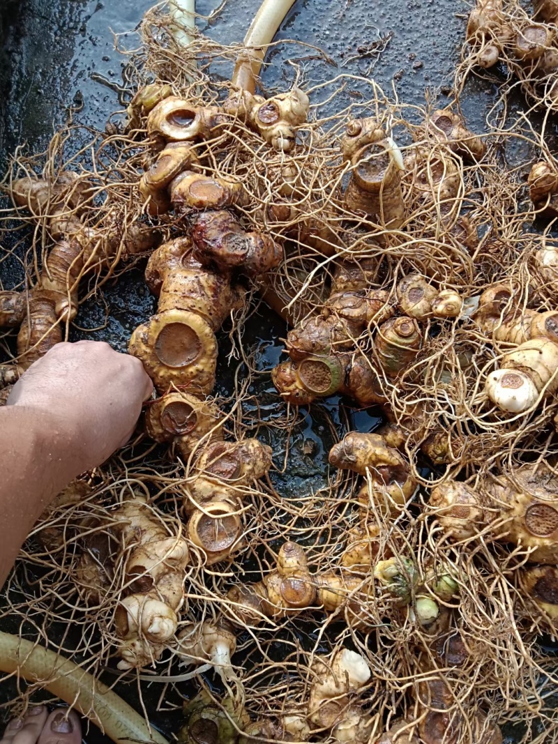 黄精，多花姜型黄精
