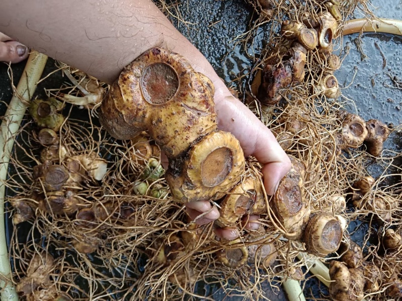 黄精，多花姜型黄精