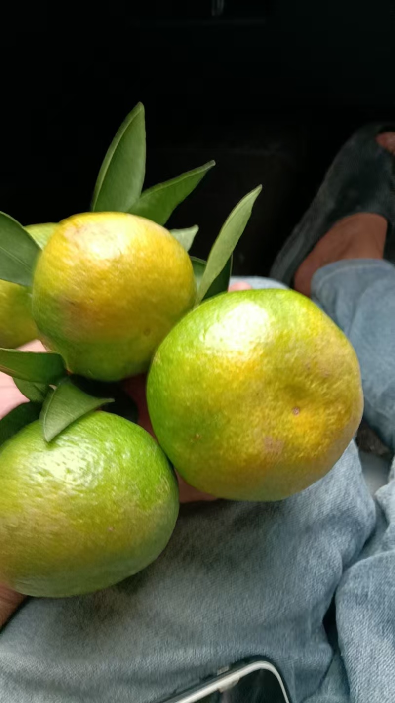 云南精品特早蜜橘大量上市品质保证量大从优一手货源